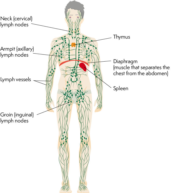 lymph nodes in stomach